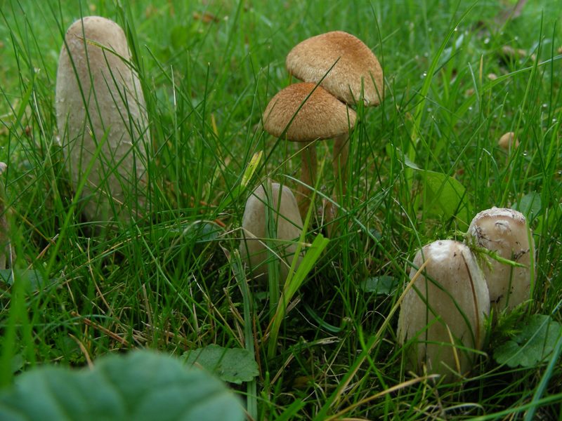 Il paradiso del micologo (pigro)